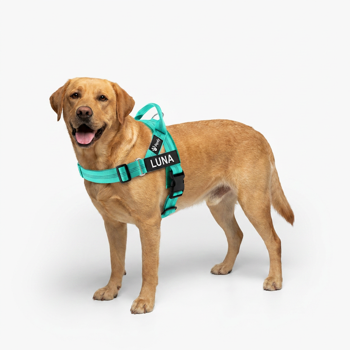 Arnés para Perro + Anilla en D GRATIS ANTIGUO